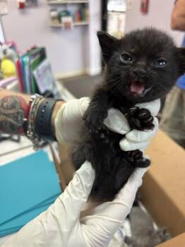 SIDEPULL -  Domestic Short Hair Cat for Adoption in Fort Walton Beach, Florida - SIDEPULL | PetCurious