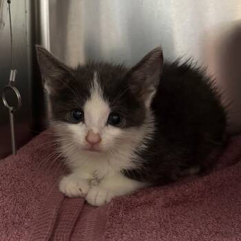 Coast -  Domestic Short Hair Cat for Adoption in Long Beach, California - Coast | PetCurious