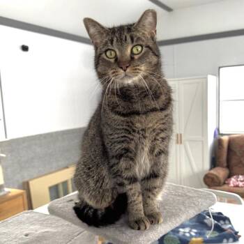 Rory -  Domestic Short Hair Cat for Adoption in Goshen, Indiana - Rory | PetCurious