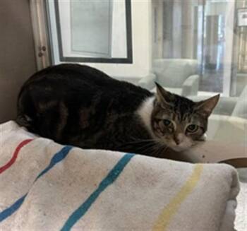 Domestic Short Hair Cats Available for Adoption in Pasadena, Texas - A184763 | PetCurious