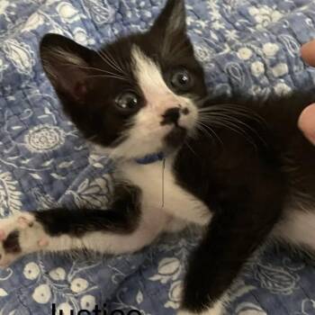 JUSTICE -  Domestic Medium Hair Cat for Adoption in Auburn, California - JUSTICE | PetCurious