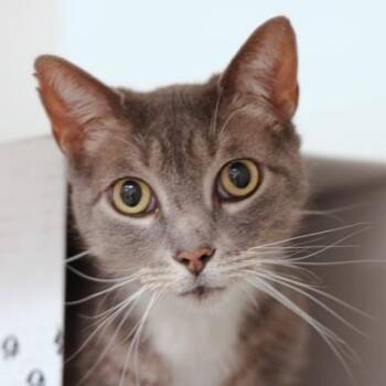 Domestic Short Hair Cats Available for Adoption - Alfred | PetCurious