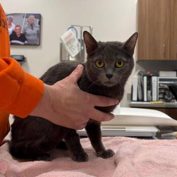 Domestic Short Hair Cats Available for Adoption in Nashville, Indiana - Pickle | PetCurious