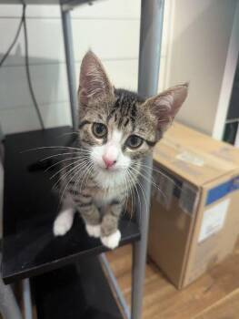 Reeses Pieces -  Domestic Short Hair Cat for Adoption in Rowlett, Texas - Reeses Pieces | PetCurious