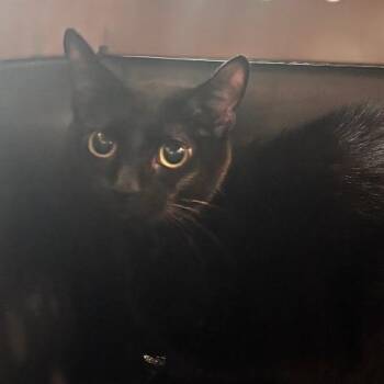 Abyss -  Domestic Short Hair Cat for Adoption in Allentown, Pennsylvania - Abyss | PetCurious