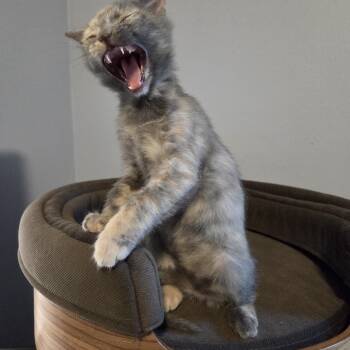 Corporal Cheery Littlebottom -  Domestic Short Hair Cat for Adoption in Greensboro, North Carolina - Corporal Cheery Littlebottom | PetCurious