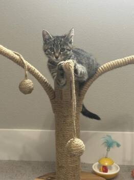 Remey -  Domestic Short Hair Cat for Adoption in Vancouver, Washington - Remey | PetCurious