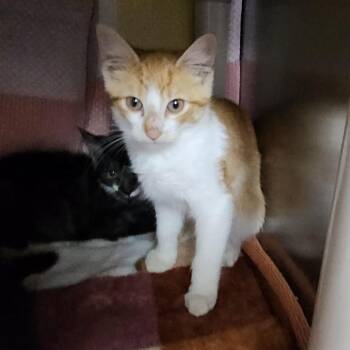 Moosetracks -  Domestic Short Hair Cat for Adoption in Walker, Michigan - Moosetracks | PetCurious