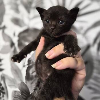 Domestic Short Hair Cats Available for Adoption in Wahiawa, Hawaii - Mascot | PetCurious