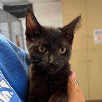 Domestic Short Hair Cats Available for Adoption in Goleta, California - Dawn | PetCurious