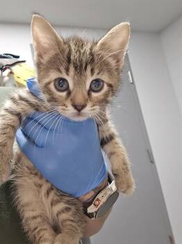 SUSAN -  Domestic Short Hair Cat for Adoption in Tallahassee, Florida - SUSAN | PetCurious
