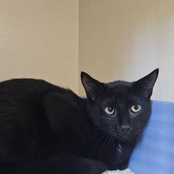 Salem -  Domestic Short Hair Cat for Adoption in Conway, New Hampshire - Salem | PetCurious