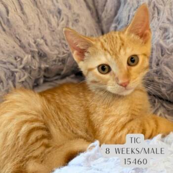Tic -  Domestic Short Hair Cat for Adoption - Tic | PetCurious