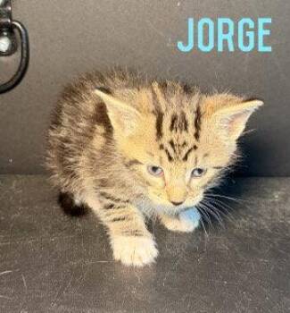 Domestic Medium Hair Cats Available for Adoption in Pleasanton, Texas - Jorge | PetCurious