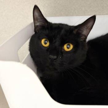 QUINCY -  Domestic Short Hair Cat Available for Adoption in Aurora, Colorado - QUINCY | PetCurious