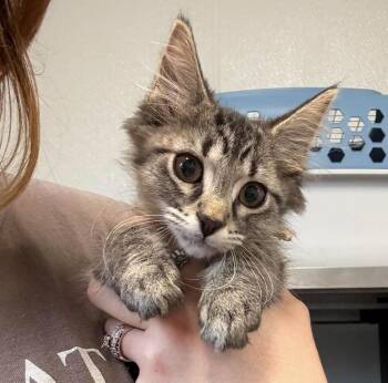 Elanor -  Domestic Short Hair Cat for Adoption in Bolivar, Missouri - Elanor | PetCurious