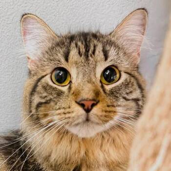 Bobby -  Domestic Long Hair Cat for Adoption in Crystal Lake, Illinois - Bobby | PetCurious