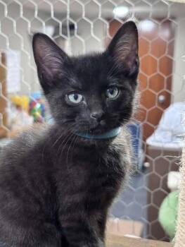 Rocky -  Domestic Short Hair Cat for Adoption in Lincoln, Nebraska - Rocky | PetCurious