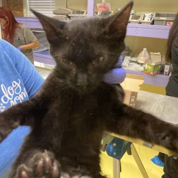 Curly -  Domestic Short Hair Cat for Adoption in Midland, Texas - Curly | PetCurious