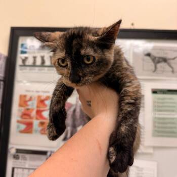 Brian Wilson -  Domestic Short Hair Cat for Adoption in Lynchburg, Virginia - Brian Wilson | PetCurious