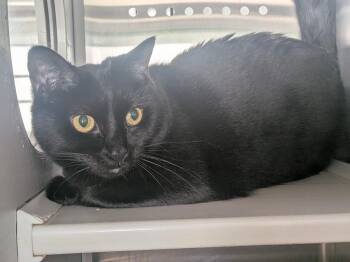 Midnight -  Domestic Short Hair Cat for Adoption in Hyde Park, New York - Midnight | PetCurious