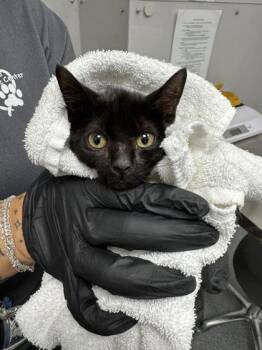 Shake N` Bake -  Domestic Short Hair Cat for Adoption in Sevierville, Tennessee - Shake N` Bake | PetCurious