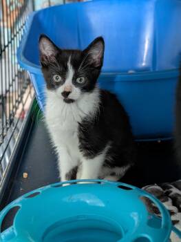 Beckey -  Domestic Short Hair Cat for Adoption in Tilton, Illinois - Beckey | PetCurious