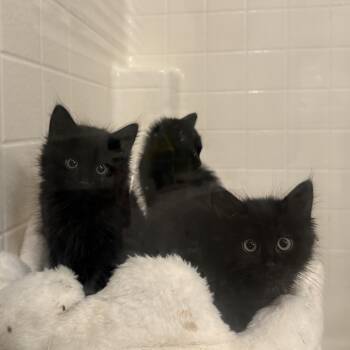 Wander, Wishes, or Whisper -  Domestic Long Hair Cat for Adoption in Oceanside, California - Wander, Wishes, Or Whisper | PetCurious