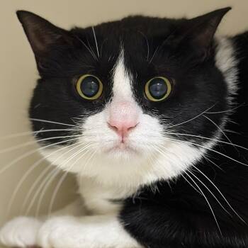 Miss Musketeer -  Domestic Short Hair Cat Available for Adoption in Victor, New York - Miss Musketeer | PetCurious
