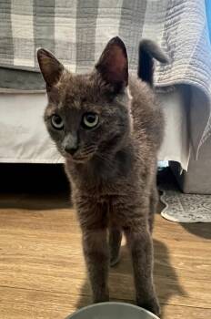 Rescue Domestic Short Hair Cats for Adoption in Glen Raven, North Carolina - HAZEL GRAY - Shy/not Ready For Adoption Untill July | PetCurious