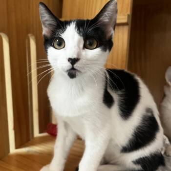 Deena -  Domestic Short Hair Cat for Adoption in Yucca Valley, California - Deena | PetCurious