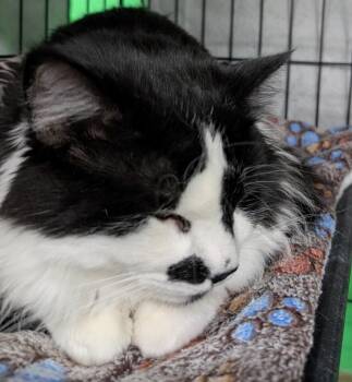 Domestic Medium Hair Cats Available for Adoption in Adrian, Michigan - Pierre | PetCurious