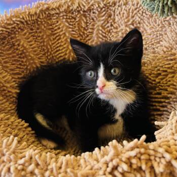 Panda -  Tuxedo Cat for Adoption in Pinole, California - Panda | PetCurious
