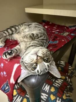 Domestic Short Hair Cats Available for Adoption - Maverick | PetCurious