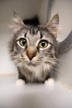 Domestic Long Hair Cats Available for Adoption in Bellingham, Washington - Vera | PetCurious