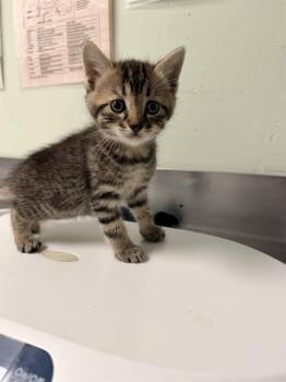 STEVE* -  Domestic Short Hair Cat for Adoption in Santa Cruz, California - STEVE* | PetCurious