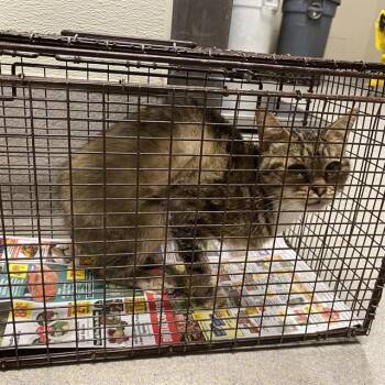 A613234 -  Domestic Short Hair Cat for Adoption in Modesto, California - A613234 | PetCurious