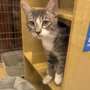 Tip - Sweetest guy -  Domestic Short Hair Cat for Adoption - Tip - Sweetest Guy | PetCurious