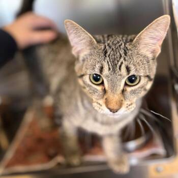 Siamese Cats Available for Adoption in Chehalis, Washington - Ruby | PetCurious