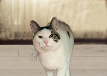 Domestic Short Hair Cats Available for Adoption - Cameron Cadillac AVO 0424 | PetCurious