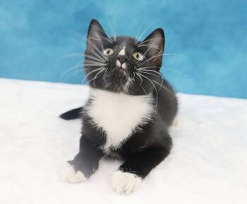 Itty Bitty - Coming Soon -  Domestic Short Hair Cat for Adoption in League City, Texas - Itty Bitty - Coming Soon | PetCurious