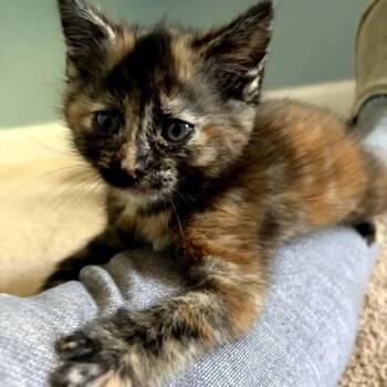 Penny -  Domestic Short Hair Cat for Adoption in Potomac, Maryland - Penny | PetCurious