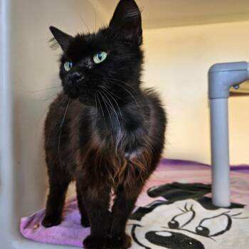 Domestic Medium Hair Cats Available for Adoption in Harrisonburg, Virginia - Cardi | PetCurious