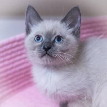Siamese and Domestic Short Hair Cats Available for Adoption in St. Augustine, Florida - Chantara | PetCurious