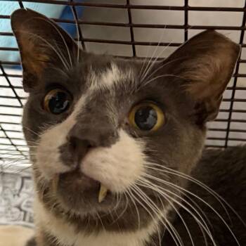Patch -  Domestic Short Hair Cat for Adoption in Yuma, Arizona - Patch | PetCurious