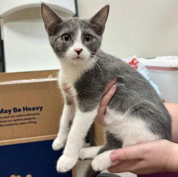 Addy -  Domestic Short Hair Cat for Adoption in Pocatello, Idaho - Addy | PetCurious