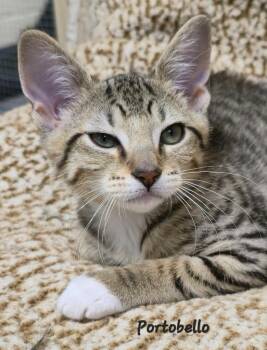 Portabella -  Domestic Short Hair Cat for Adoption in Cedar Rapids, Iowa - Portabella | PetCurious