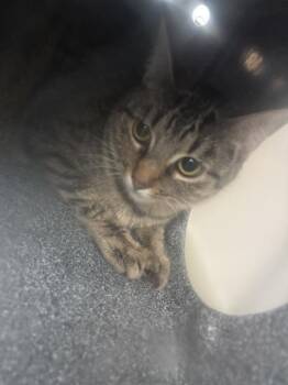 ANNA -  Domestic Short Hair Cat for Adoption in Dallas, Texas - ANNA | PetCurious