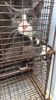A660511 -  Domestic Short Hair Cat for Adoption in Houston, Texas - A660511 | PetCurious
