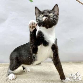Domestic Short Hair Cats Available for Adoption in Washington, District Of Columbia - Odelle | PetCurious